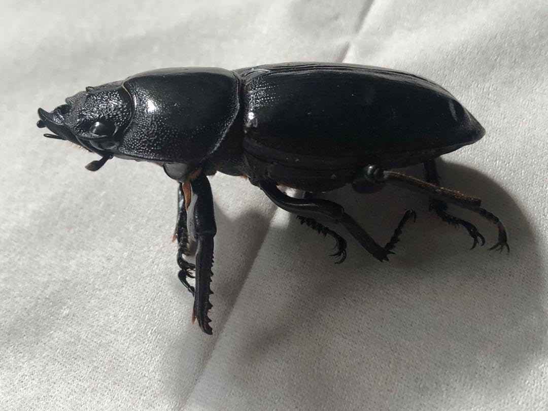 座標付き 野外幼虫採集品 オオクワガタ 標本 Amazon | 野外幼虫採集品 オオクワガタ 標本 | 生態・採集
